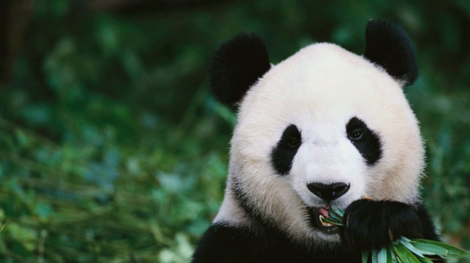 Panda obědvající